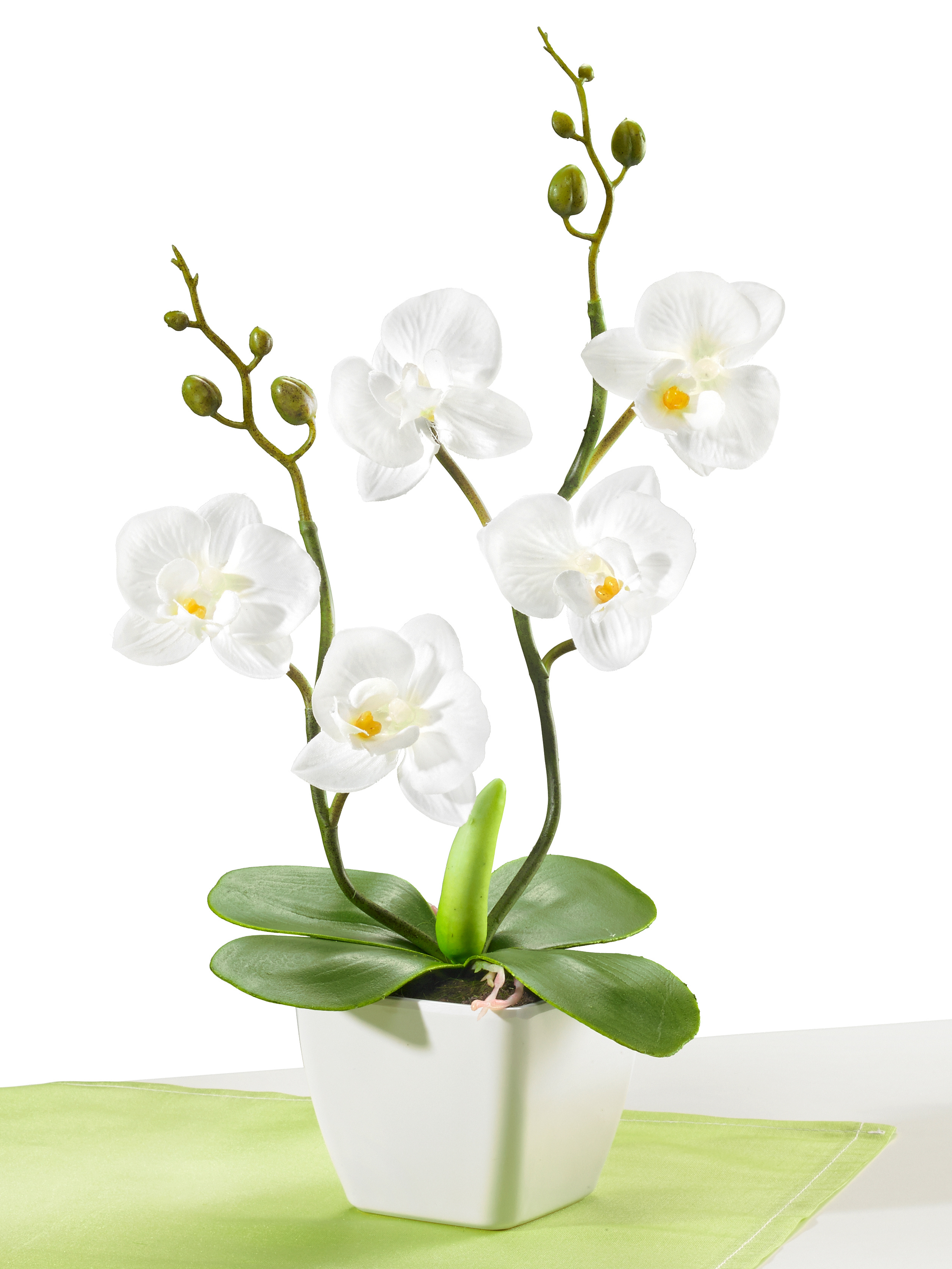 Orchidee „Blanca“