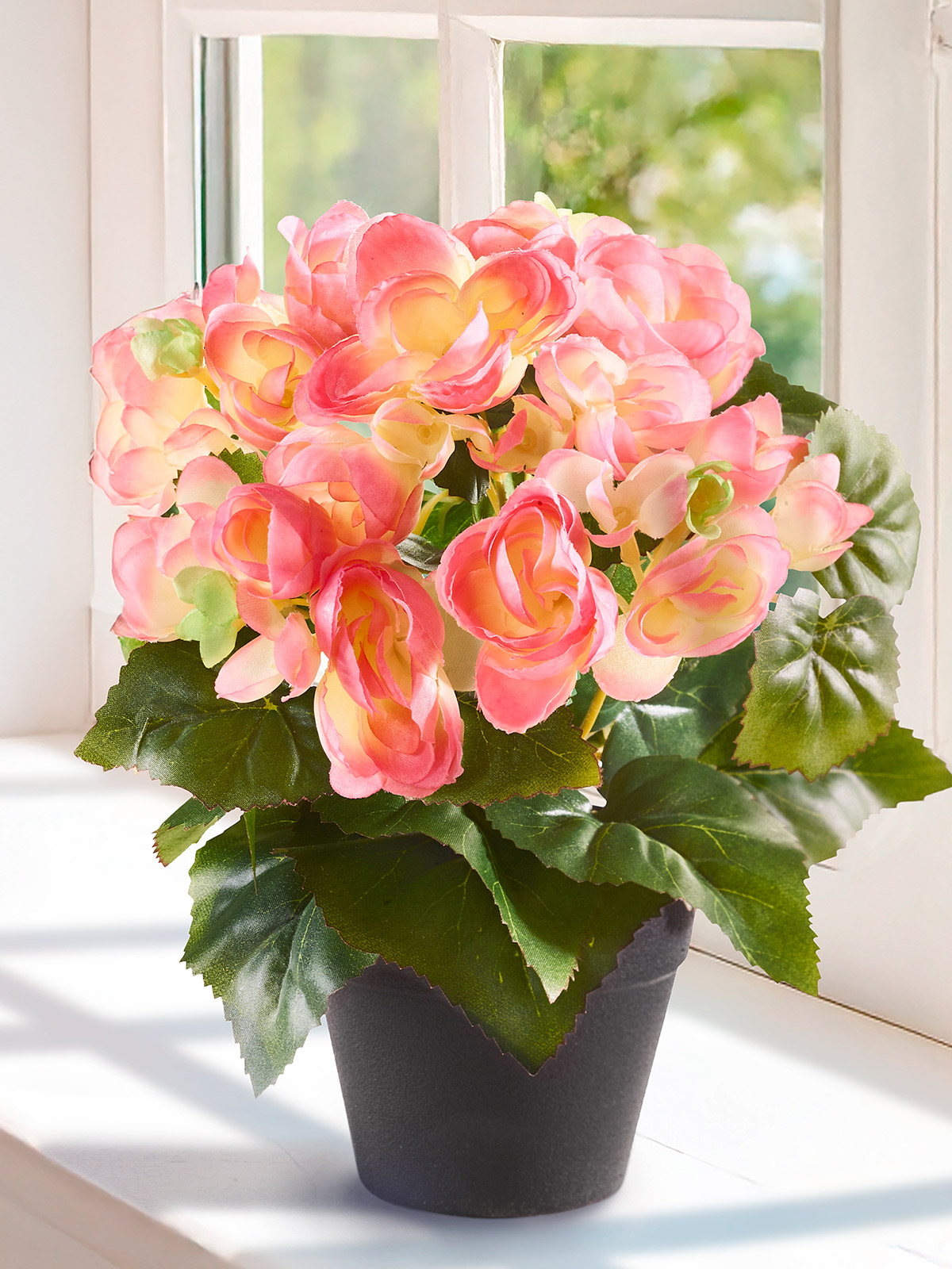 Begonien-Busch „Bella“, rosa