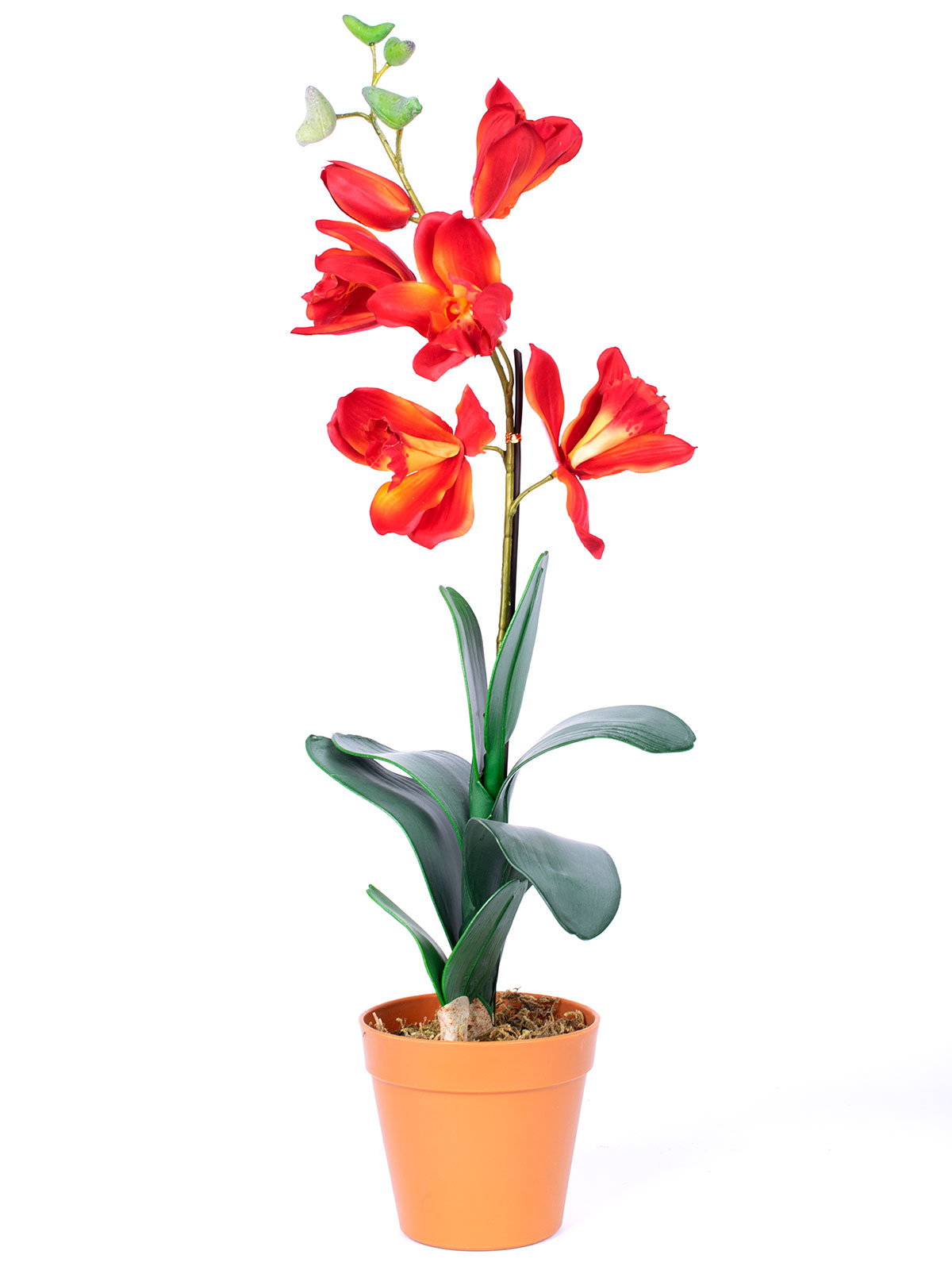 Orchidee „Madeleine“