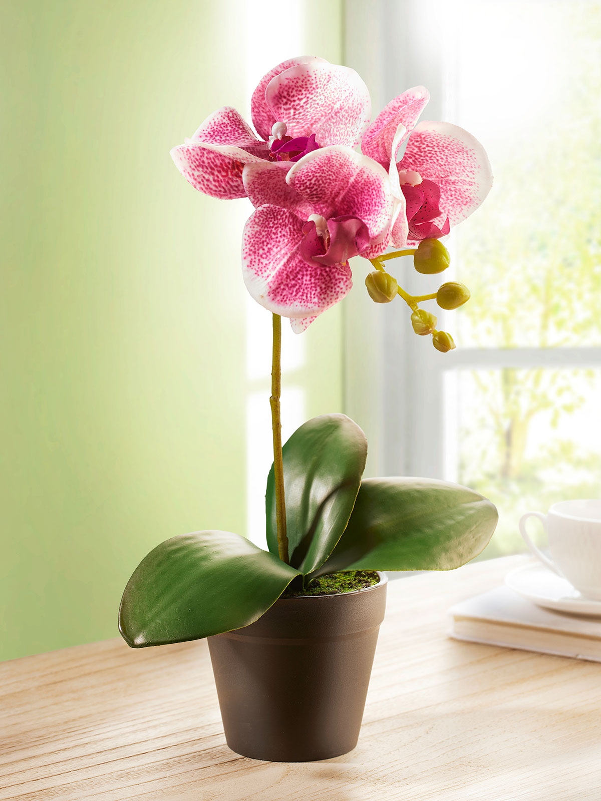 Orchidee „Alyssa“