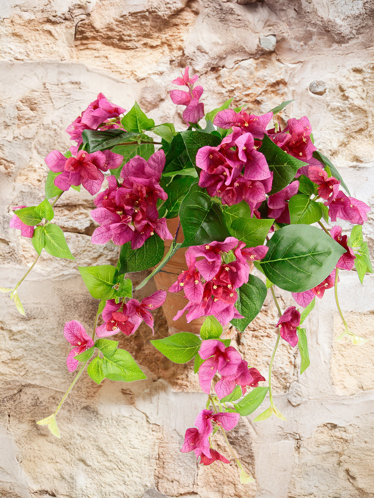 Bougainvillea-Kaskade, Fuchsia