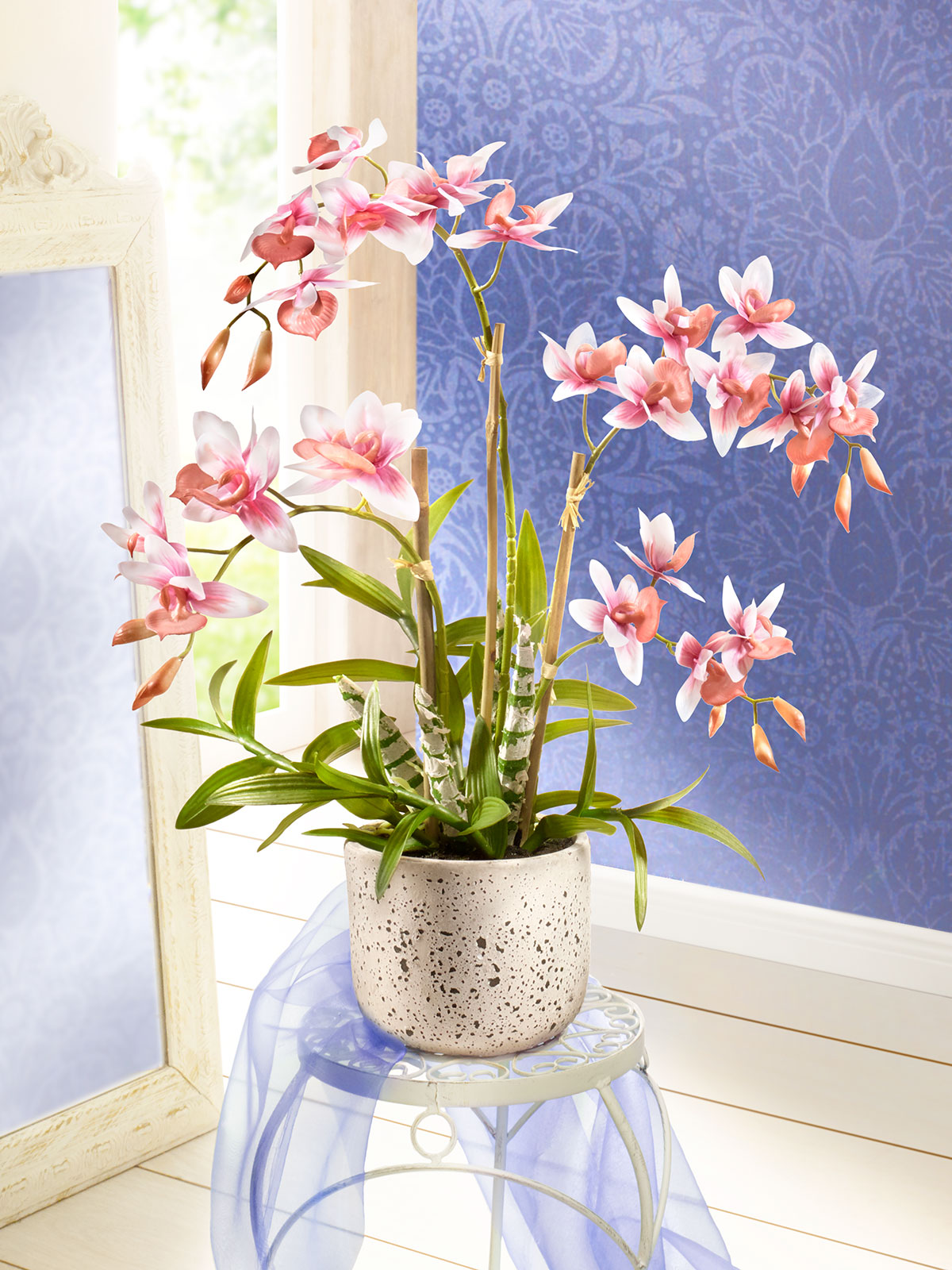 XXL-Orchidee „Royale“
