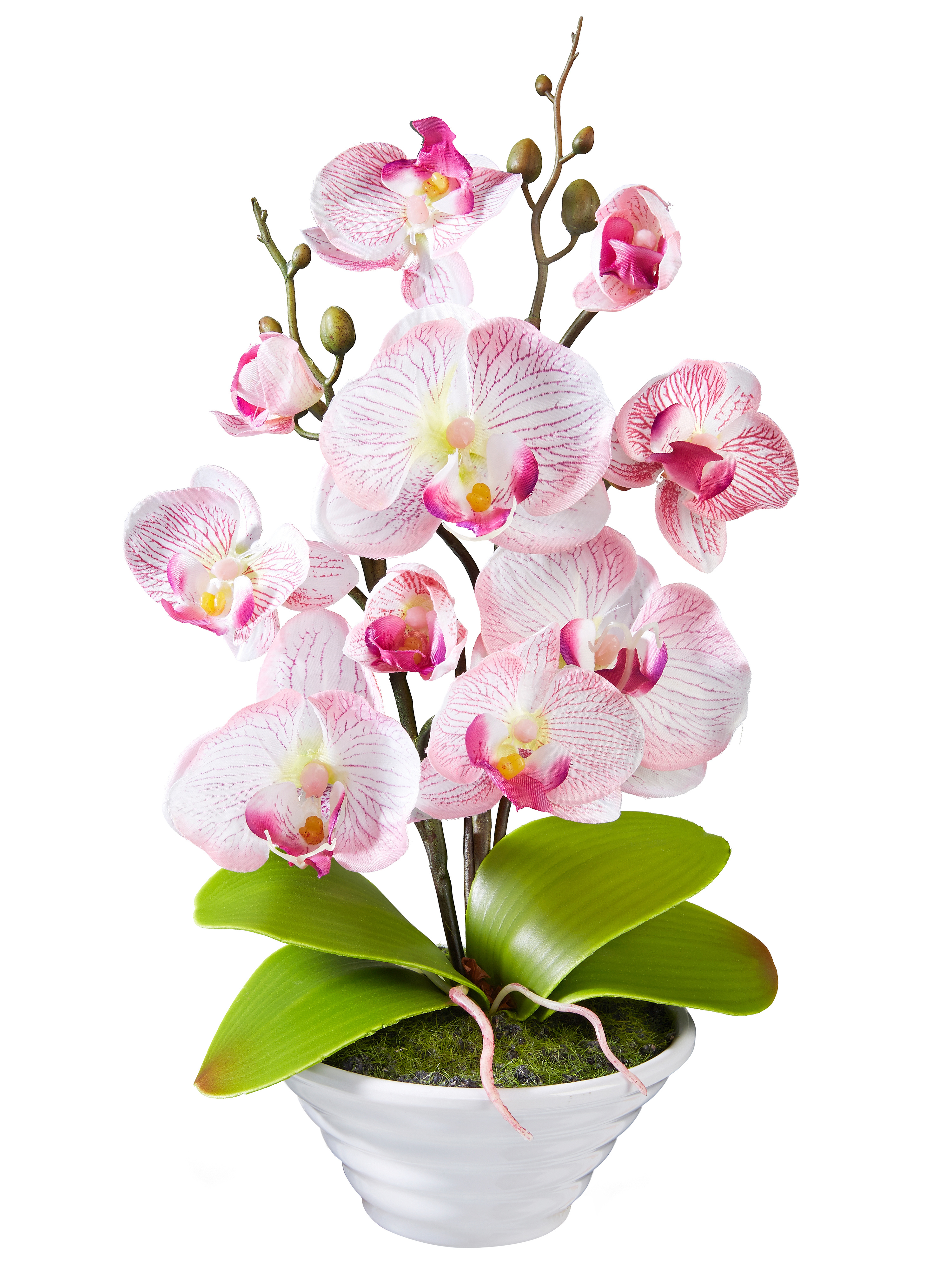 Orchidee "Letizia"