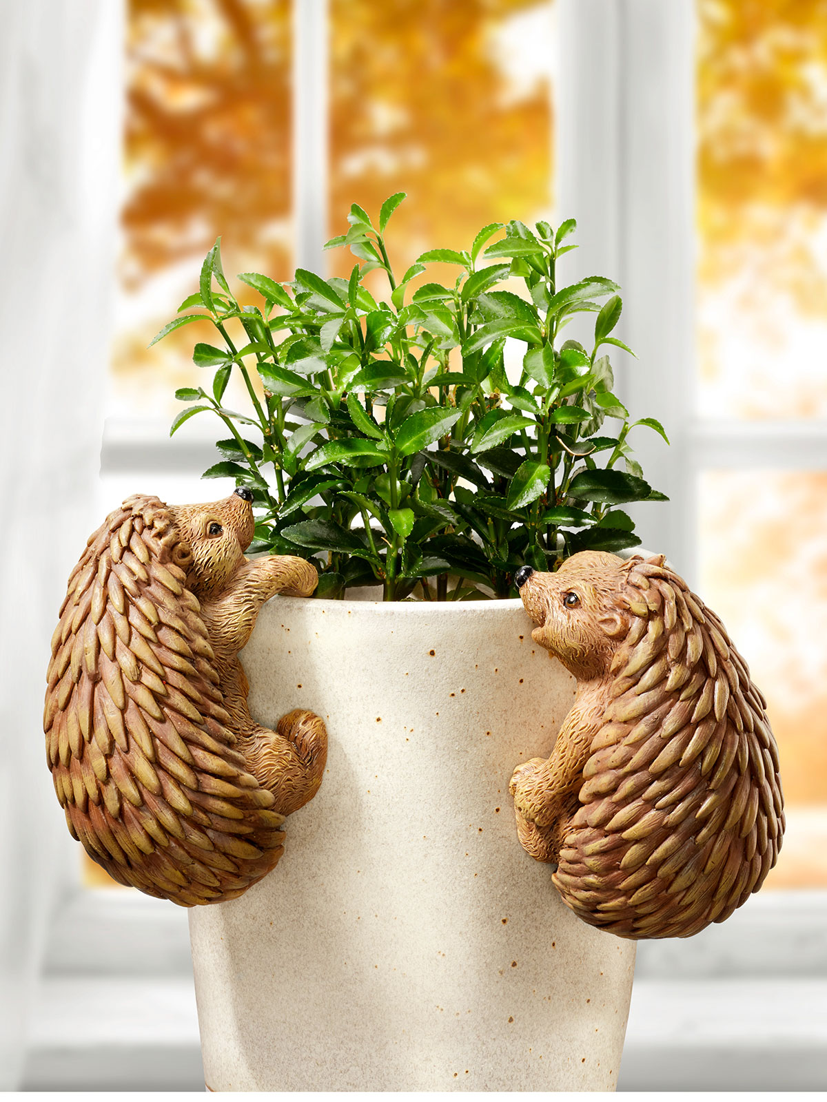 Igel-Duo „Iggy & Ada“