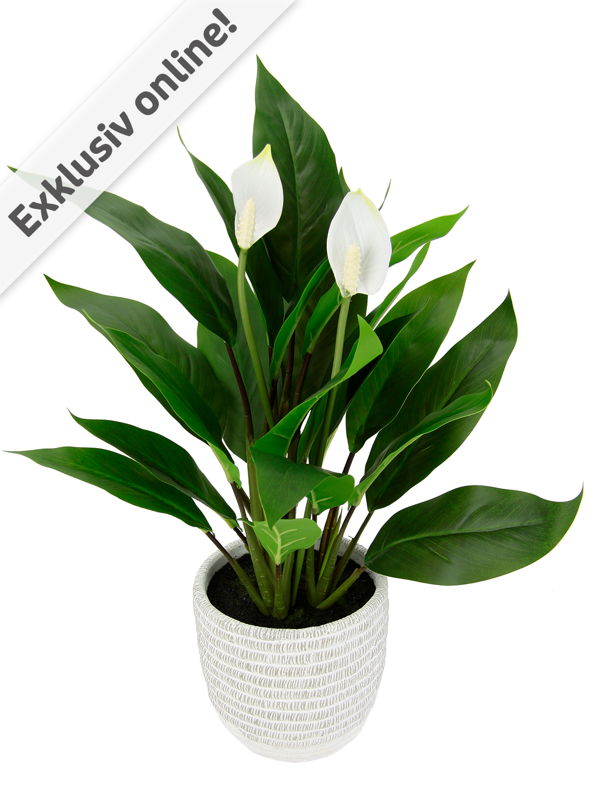 Spathiphyllum/Friedenslilie im Keramiktopf