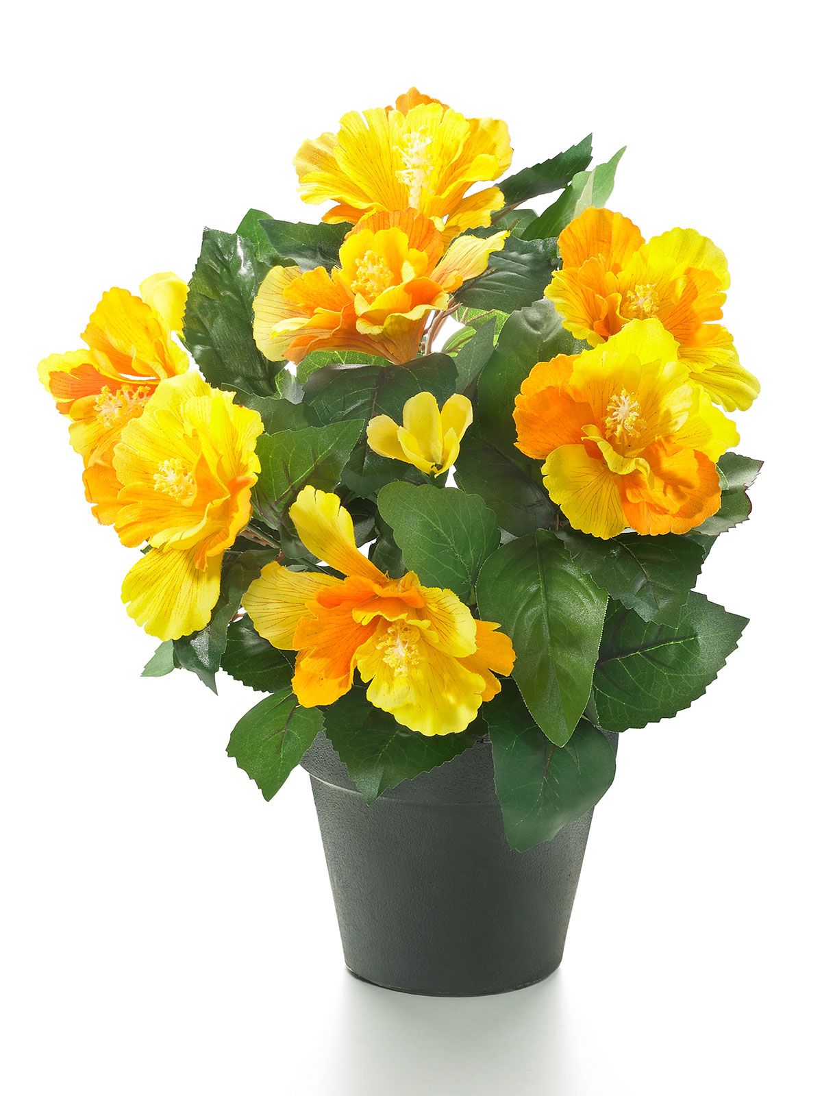 Hibiskus, gelb