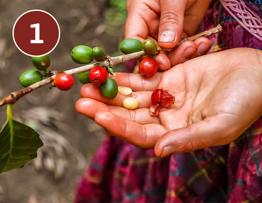 Kaffeekirschen und Bohnen in Händen bei der Ernte