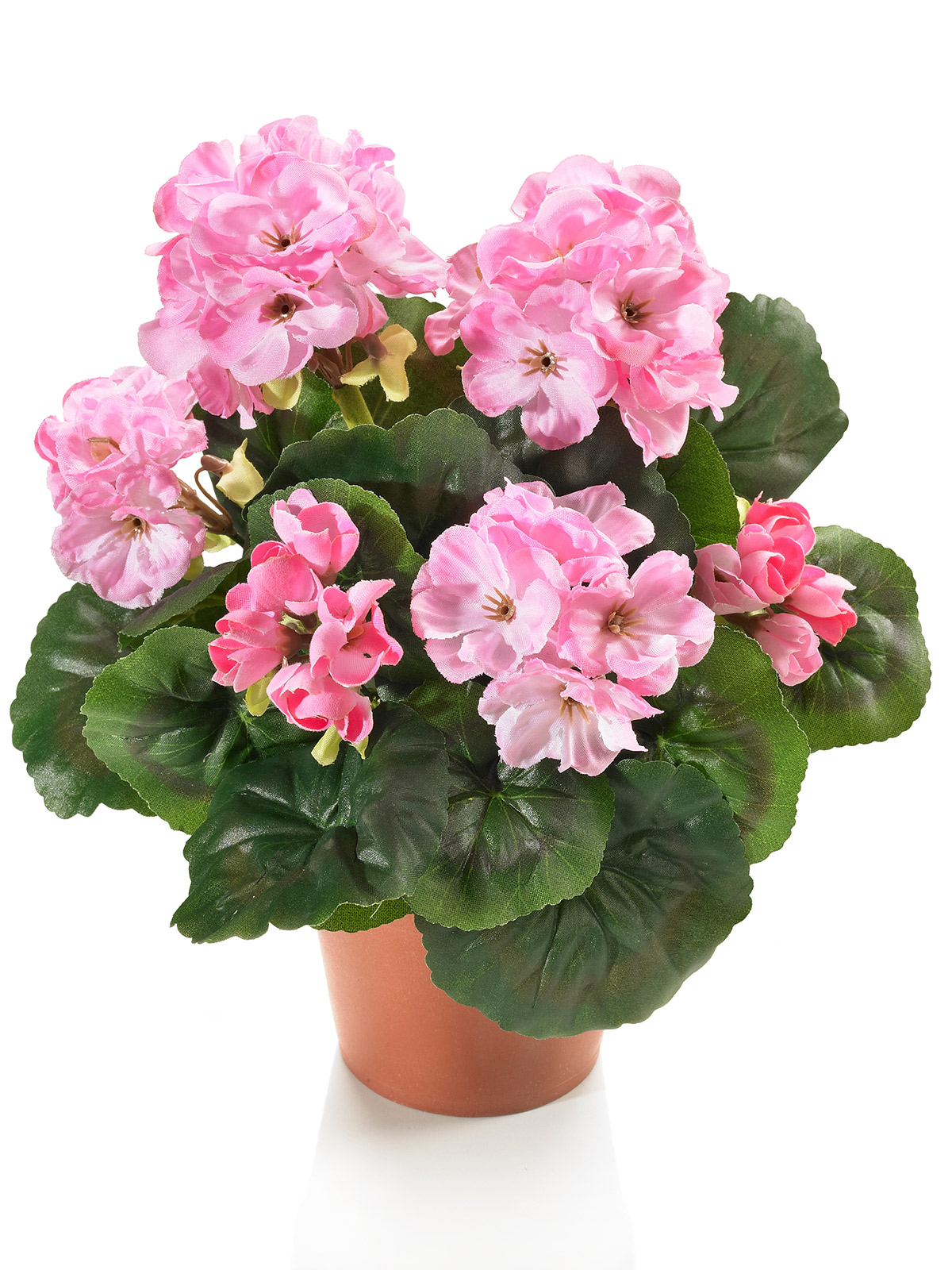 Geranie, rosa