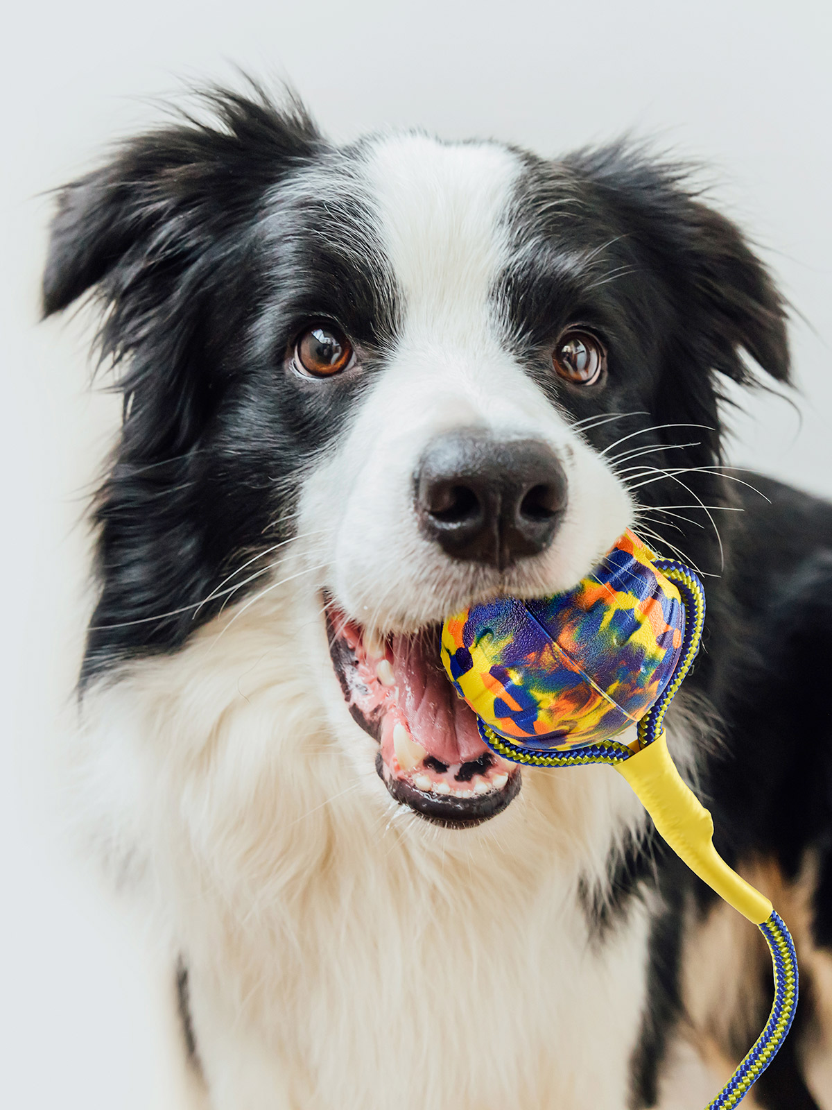Hunde-Wurfball