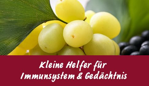 Kleine Helfer für Immunsystem & Gedächtnis – Natürliche Power! Grüne und schwarze Trauben mit Ginkgo-Blatt in Nahaufnahme.