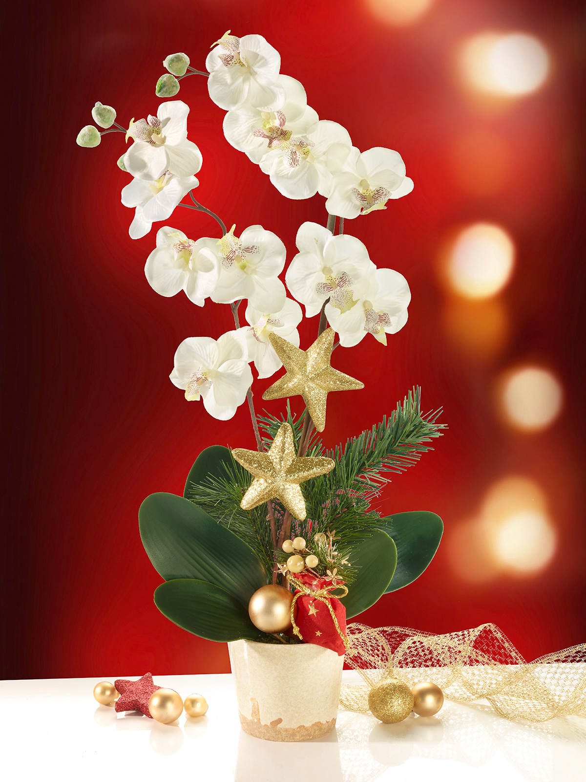 Weihnachtsorchidee