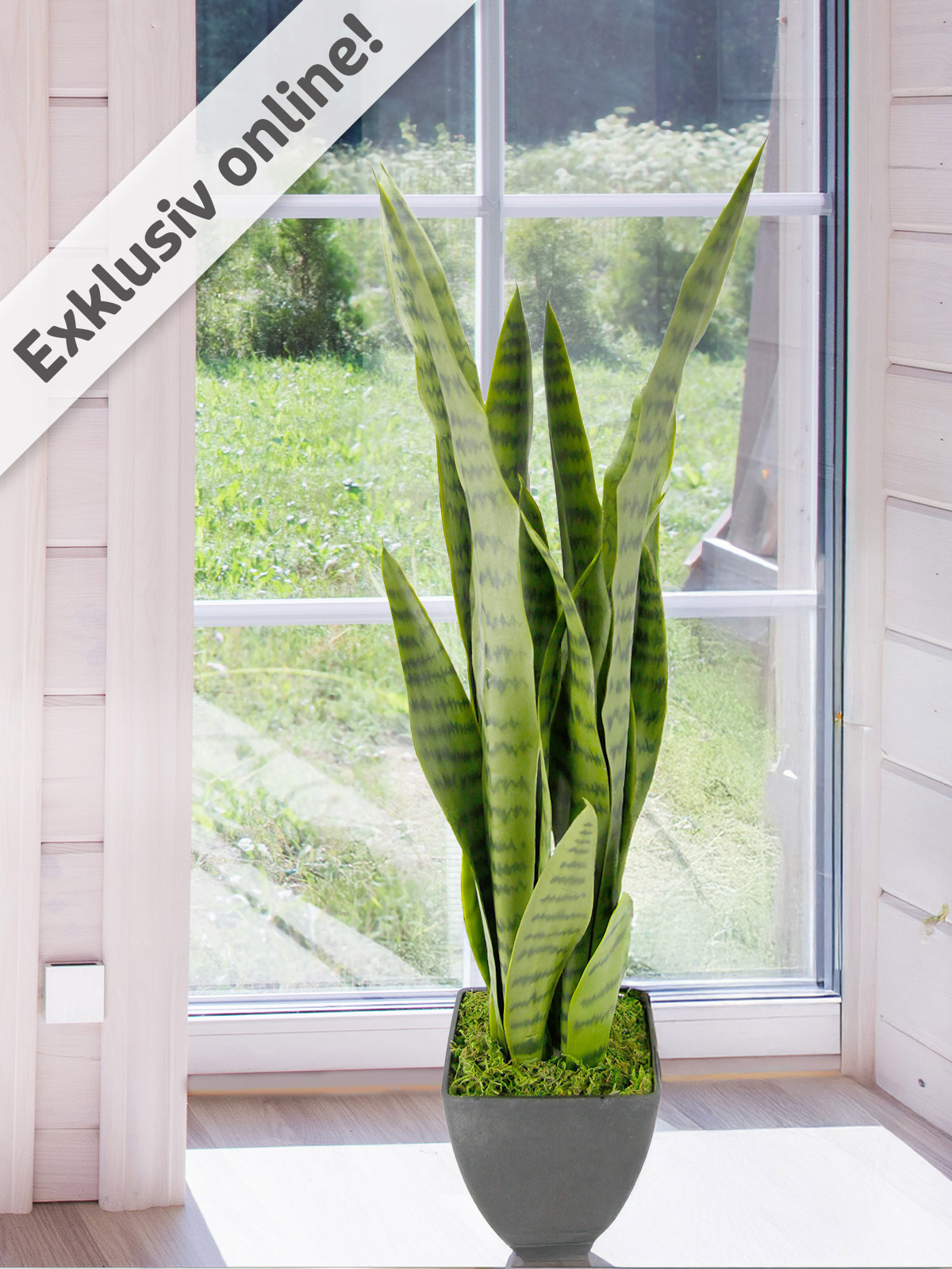 Sansevieria, grün, 72 cm