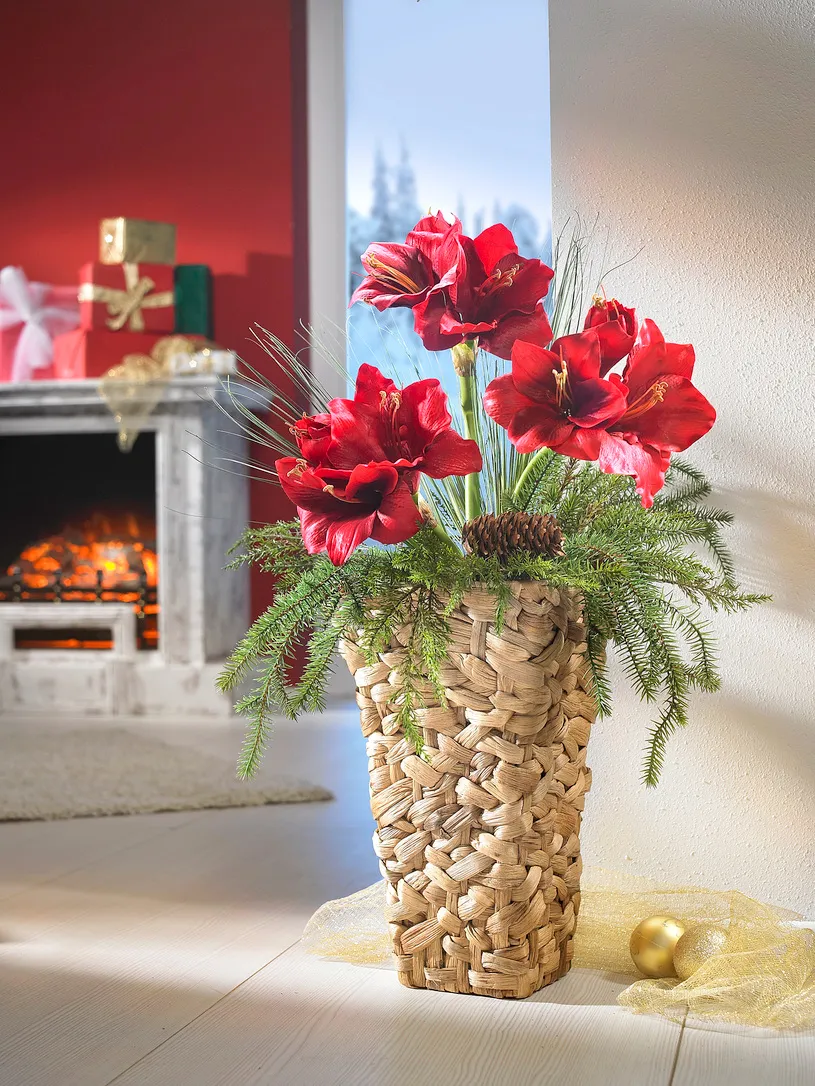 Bodenvase-Amaryllis | 123974