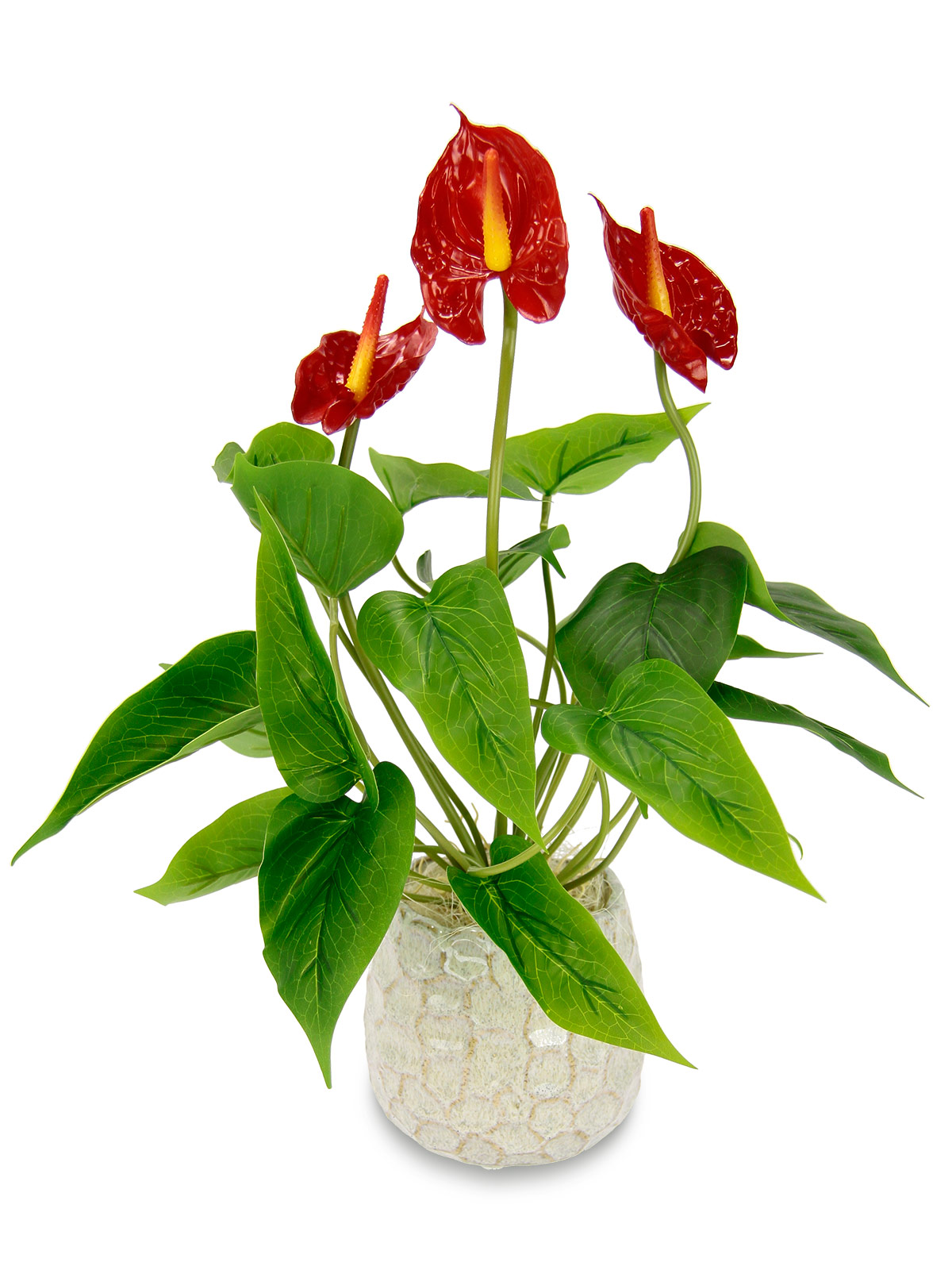 Flamingoblume im Topf, 40 cm