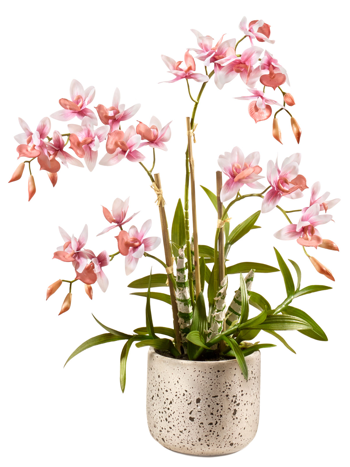XXL-Orchidee „Royale“