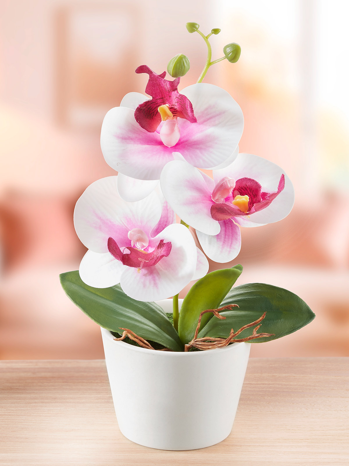 Orchidee „Charlene“