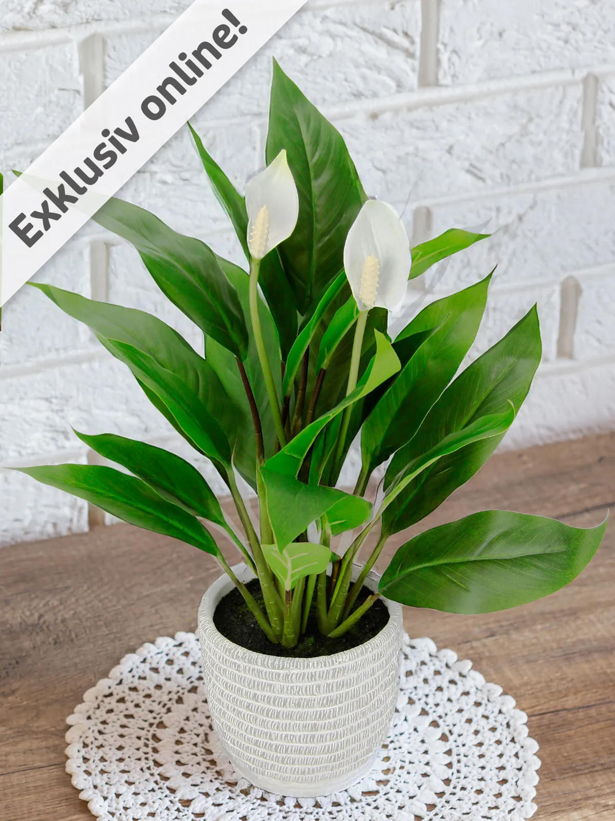 Spathiphyllum/Friedenslilie im Keramiktopf