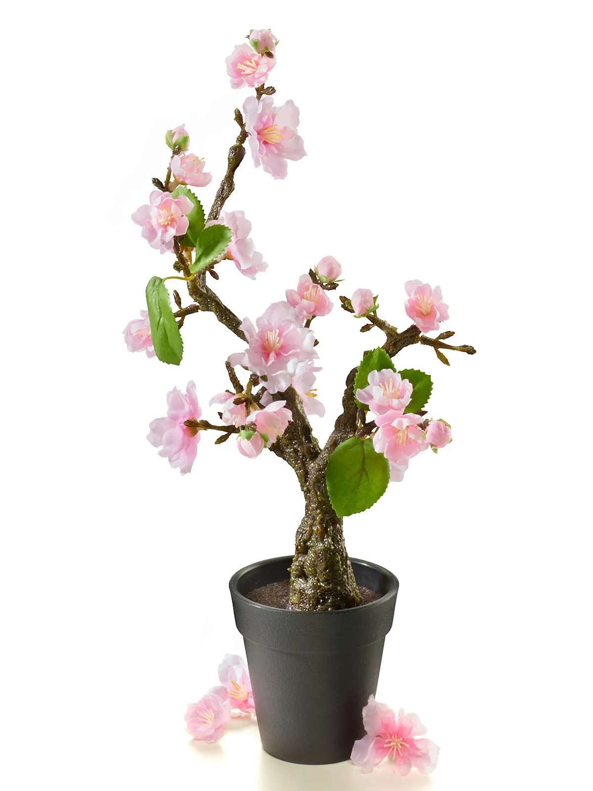 Kirschblten-Bonsai | 100879