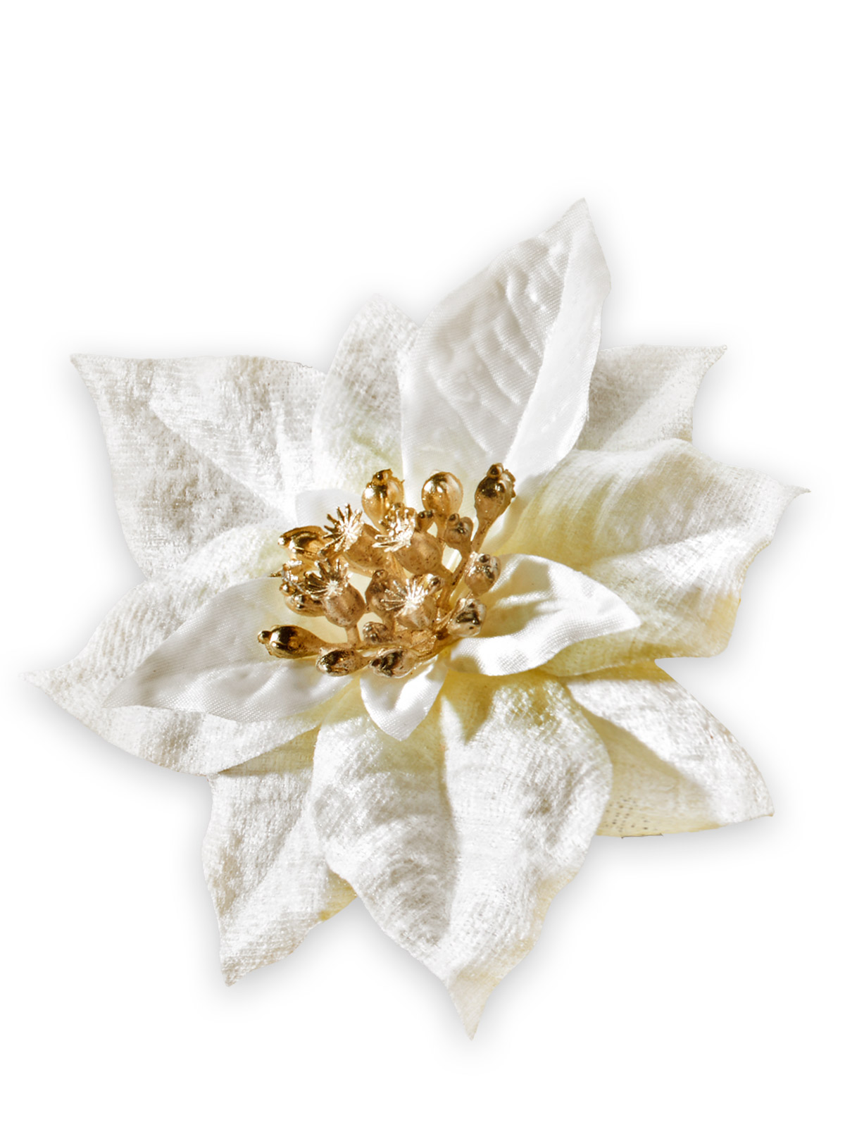Weihnachtssternblüte mit Clip, creme
