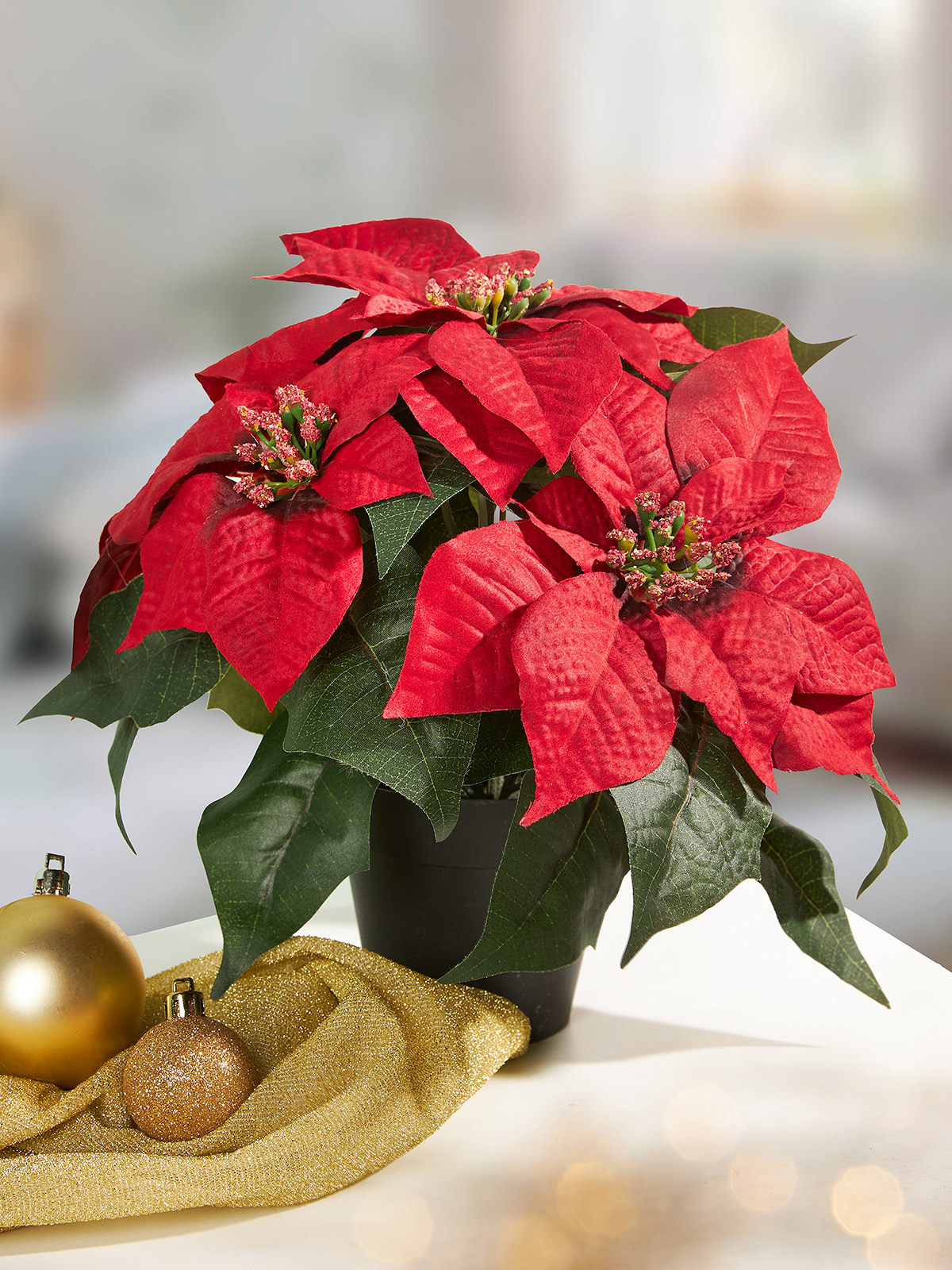 Weihnachtsstern