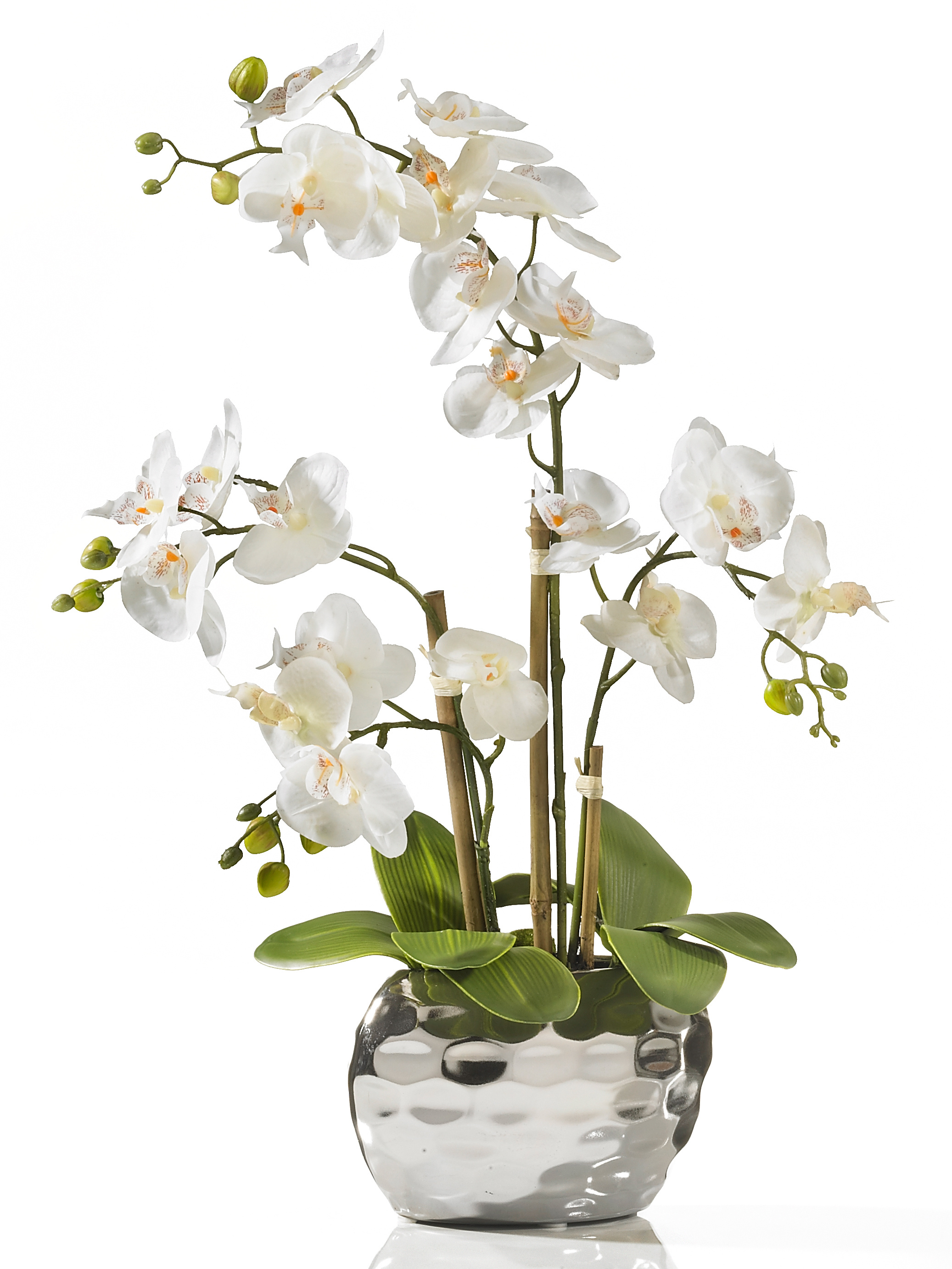 Orchidee “de Luxe”